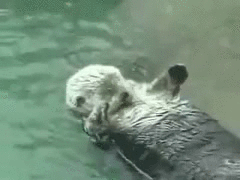 otters